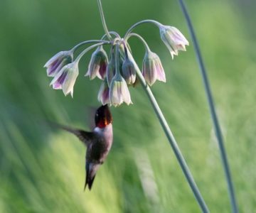 Ruby-throated hummingbirds visit frequently in early summer to nectar on Sicilian honey garlic (Nectaroscordum siculum), a lesser known member of the onion family. Photo by Tony Spencer.