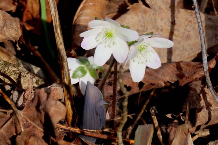 The earliest blossoms of our lovely woodland wildflowers are hepaticas daubed white, pink and purple. Photo by Don Scallen.