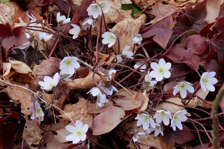 The stems and new leaves of hepatica are swaddled in hair-like fibres that probably help it endure the cool temperatures of early spring. Photo by Don Scallen.