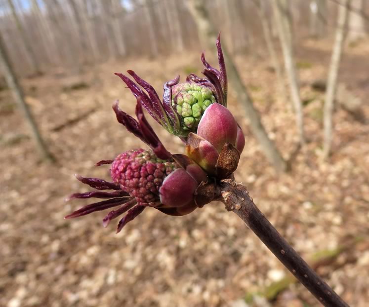 Red elderberry flower buds