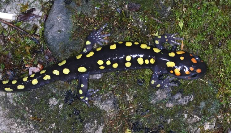 Spotted salamander. Photo by Don Scallen.