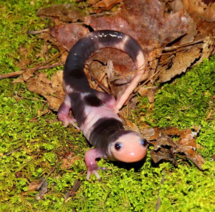 Calvin is a rare piebald version of a spotted salamander. Photo by Don Scallen.