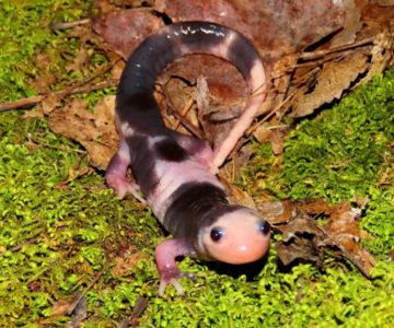 Calvin is a rare piebald version of a spotted salamander. Photo by Don Scallen.