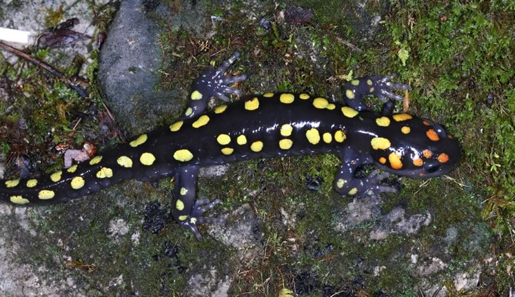 Typical spotted salamander. Photo by Don Scallen.