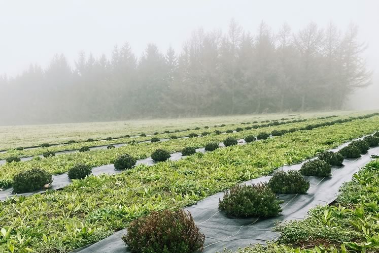 At Avalon Lavender Farm in Mono, rows of young lavender plants thrive as weed-suppressing fabric keeps competitors at bay. Photo courtesy Avalon Lavender Farm.