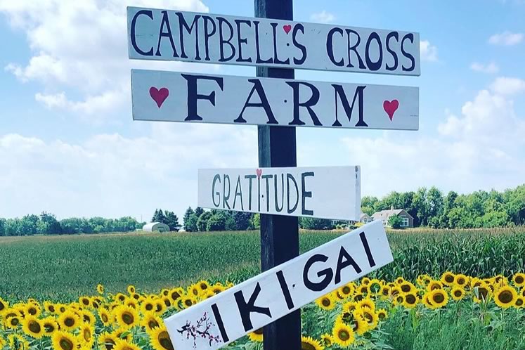 Flowers start blossoming during the first week of August. Photo courtesy of Campbell’s Cross Farm.