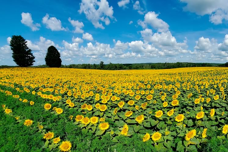 At Caledon’s Davis Family Farm, sunflowers grown for birdseed have become a popular Instagram backdrop for paying visitors. Photo courtesy Sean Davis.