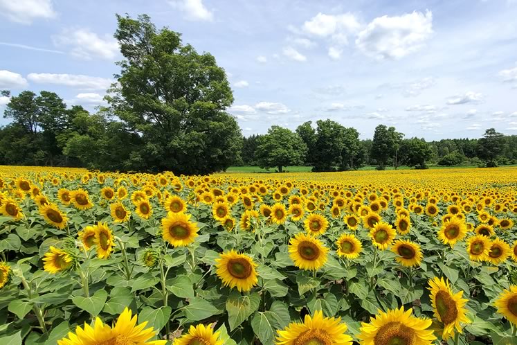 The sunflowers stretch into the distance at Davis Family Farm in Caledon East. Photo courtesy Sean Davis.