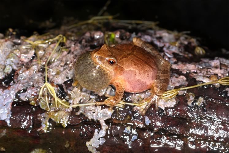 Spring peeper. Photo by Don Scallen.