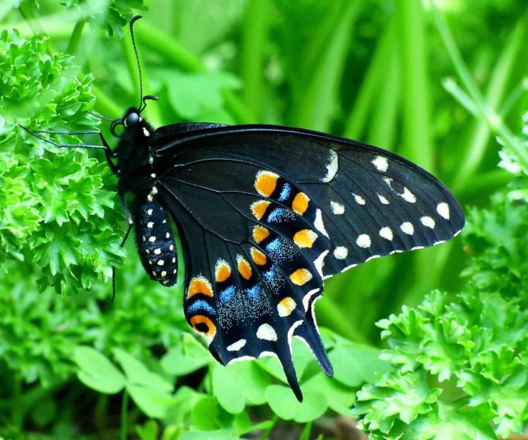 Black swallowtail, another pipevine swallowtail mimic. Photo by Don Scallen.