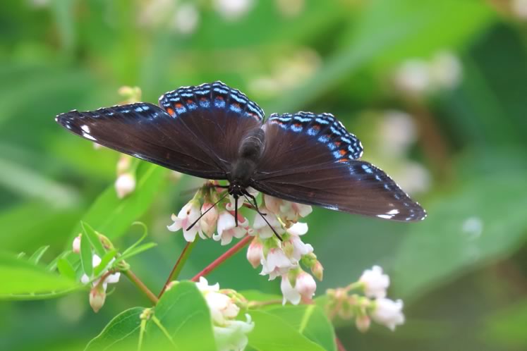 Red-spotted purple butterfly sipping dogbane nectar. Photo by Don Scallen.