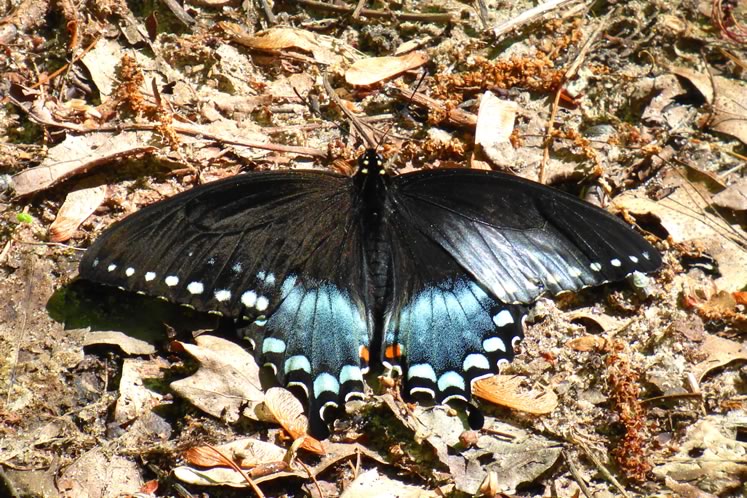 Spicebush swallowtail, another pipevine swallowtail mimic. Photo by Don Scallen.