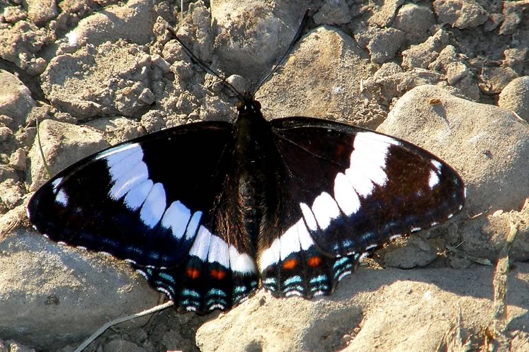 White admiral butterfly. Photo by Don Scallen.