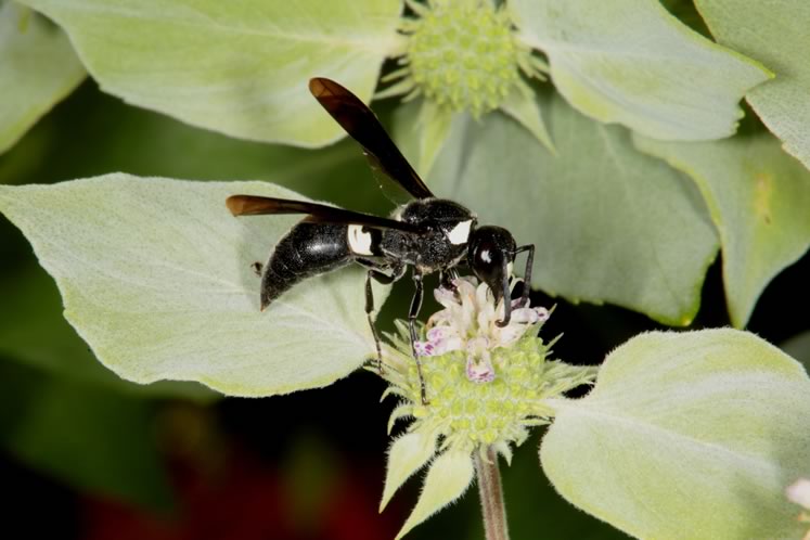 Four-toothed mason wasp. Photo by Don Scallen.