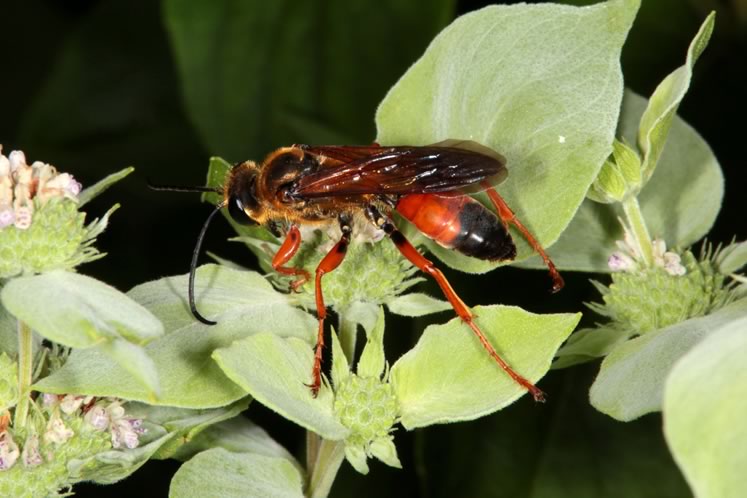 Great golden digger wasp. Photo by Don Scallen.