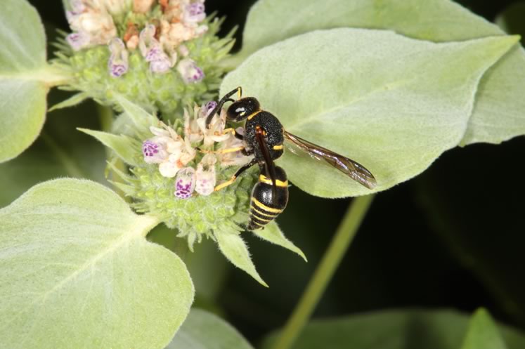 Mason wasp species. Photo by Don Scallen.