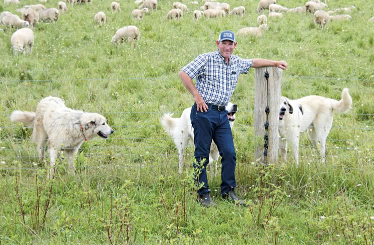 Sheep farmer and pasture manager Mike Swidersky with his capable canine assistants Penny, Leonardo and Willy-Jack. Photo by Pete Paterson.
