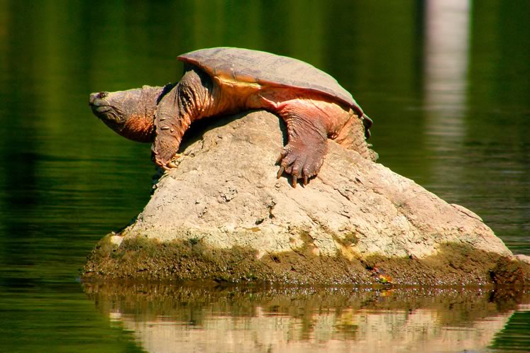 Snapping turtle. Photo by Don Scallen.