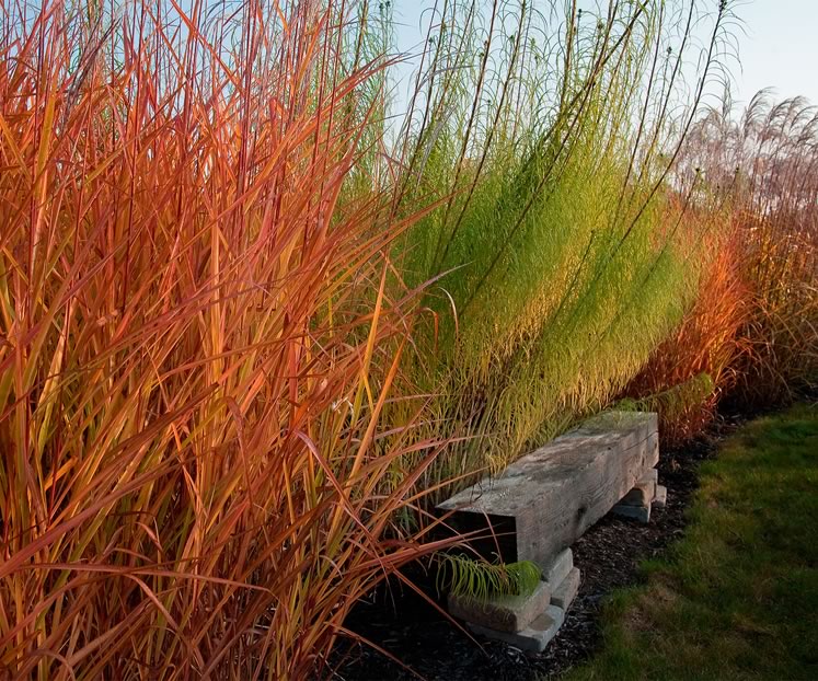 A rustic bench is shaded by Miscanthus sinensis ‘Malepartus’ and Helianthus salicifolius. Photo by Rosemary Hasner / Black Dog Creative Arts.
