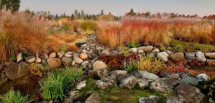 In autumn, the stone spillway, or dry creek, that forms the central axis of Misha Dubbeld’s expansive grass garden in Mono is lined by a brilliant display that includes several varieties of glowing copper-red Miscanthus sinensis. Photo by Rosemary Hasner / Black Dog Creative Arts.