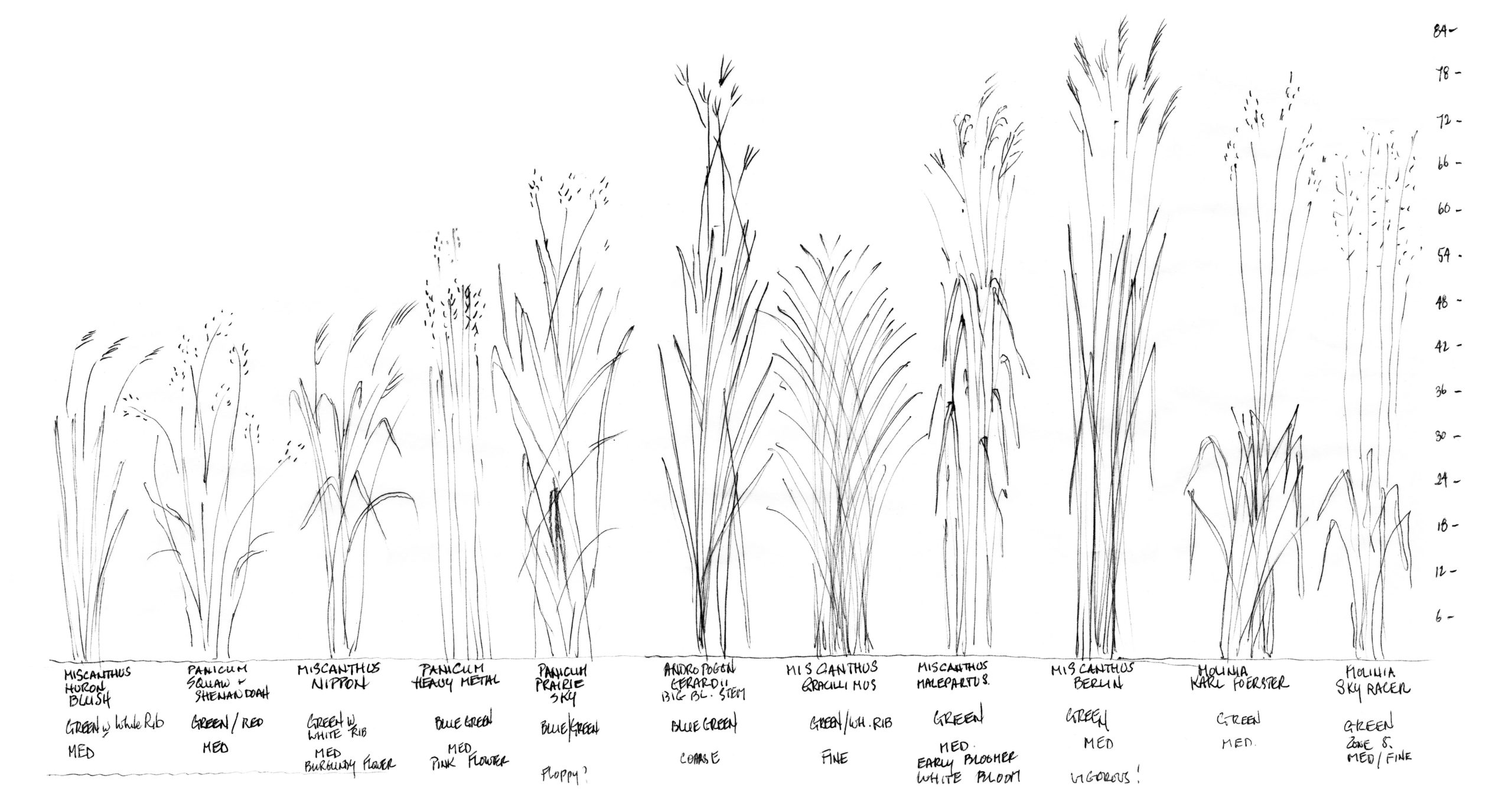 Misha’s handdrawn legend of the grasses in her garden. Click for full size drawing.