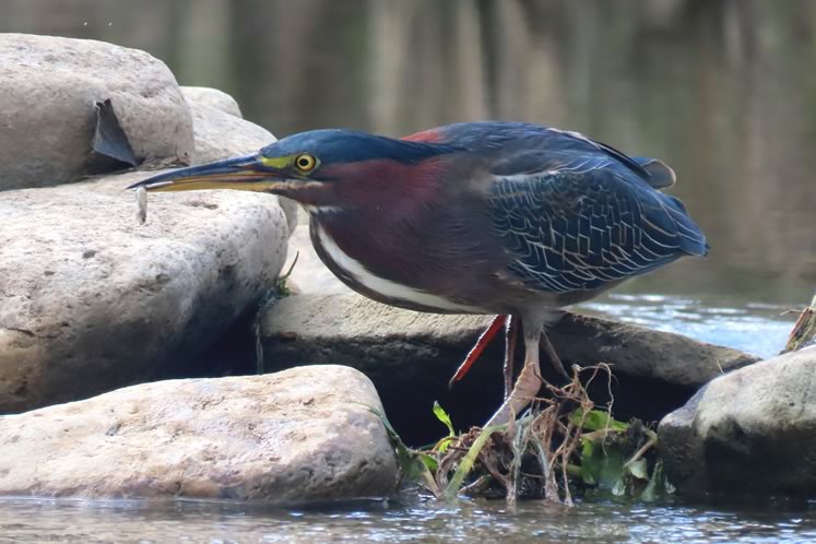 Green heron with fish. Photo by Don Scallen.