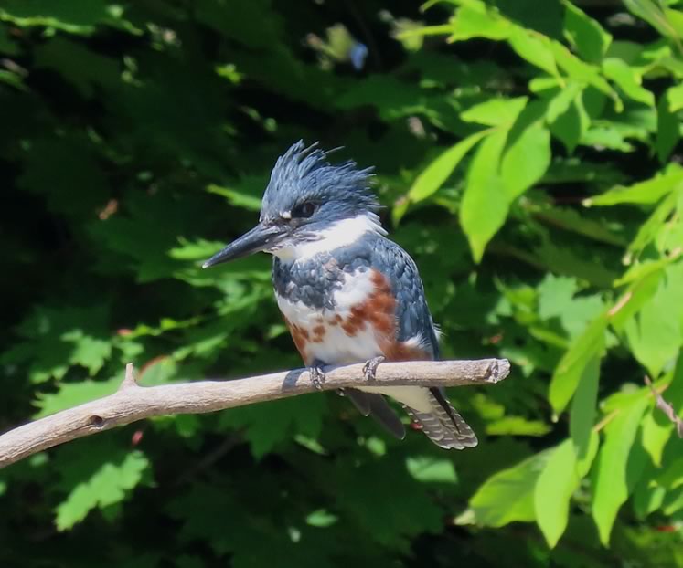 Kingfisher. Photo by Don Scallen.
