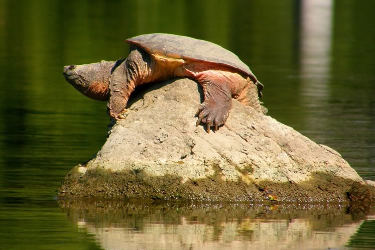 Common snapping turtle. Photo by Don Scallen.