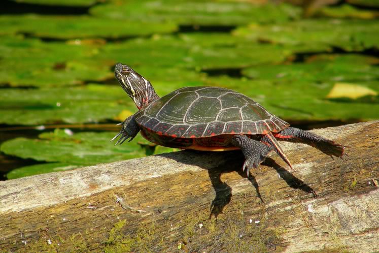 Midland painted turtle. Photo by Don Scallen.