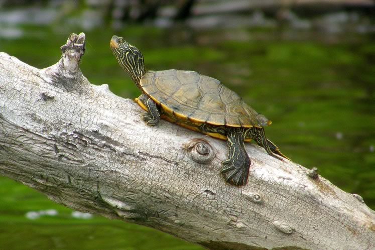 Northern map turtle. Photo by Don Scallen.
