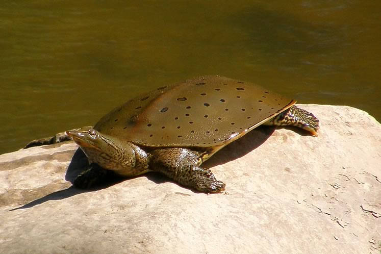 Spiny softshell. Photo by Don Scallen.