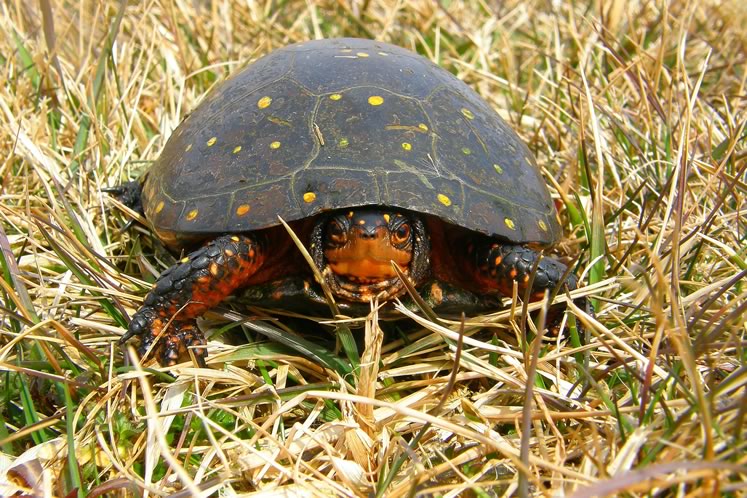 Spotted turtle. Photo by Don Scallen.