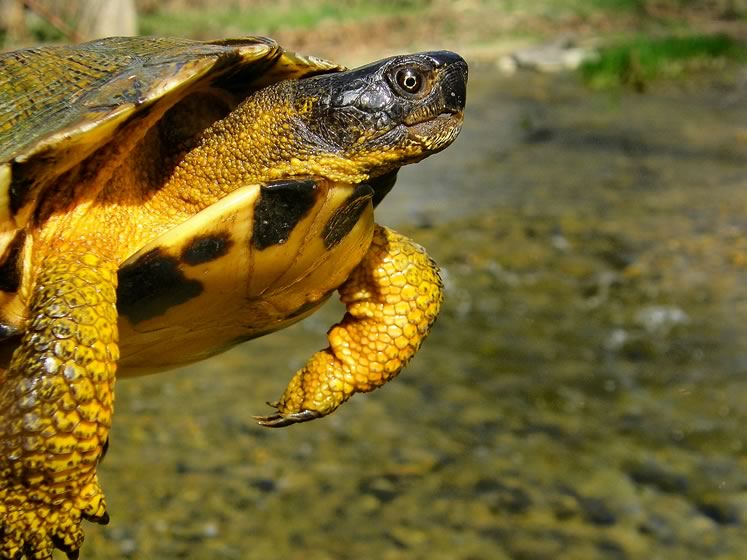 Wood turtle. Photo by Don Scallen.