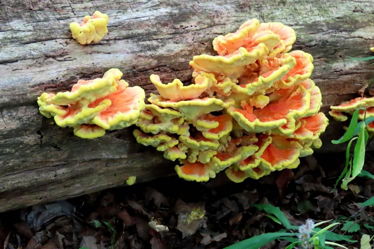 Chicken of the woods. Photo by Don Scallen.