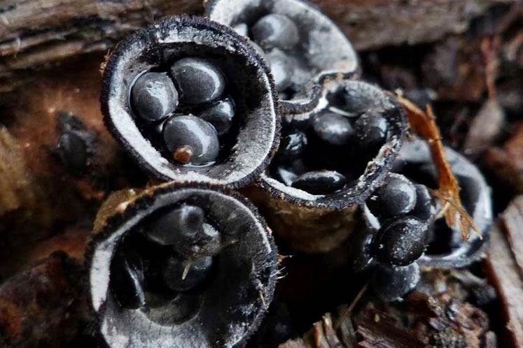 Dung loving or possibly gray bird's nest fungi. Photo by Christine Hanrahan.