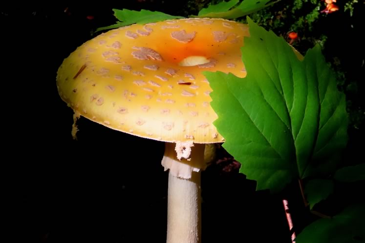 Fly agaric. Photo by Don Scallen.