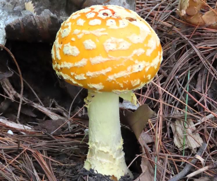 Fly agaric. Photo by Don Scallen.