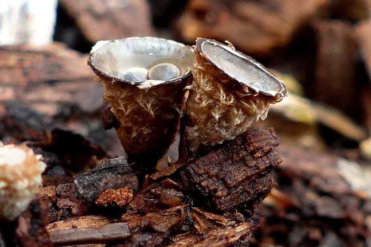 White bird's nest fungi. Photo by Christine Hanrahan.