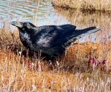 Ravens display neophobia, the fear of new things. Photo by Don Scallen.