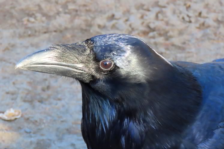 Ravens are clever and adaptable. Photo by Don Scallen.