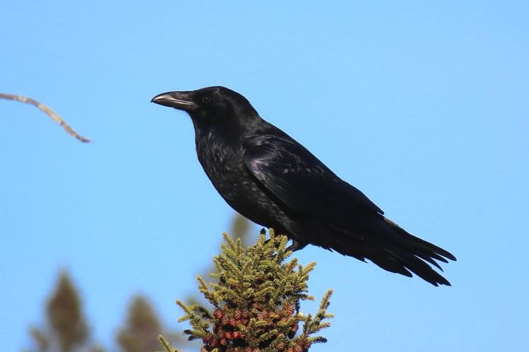 In recent decades ravens have recolonized the Headwaters region. Photo by Don Scallen.