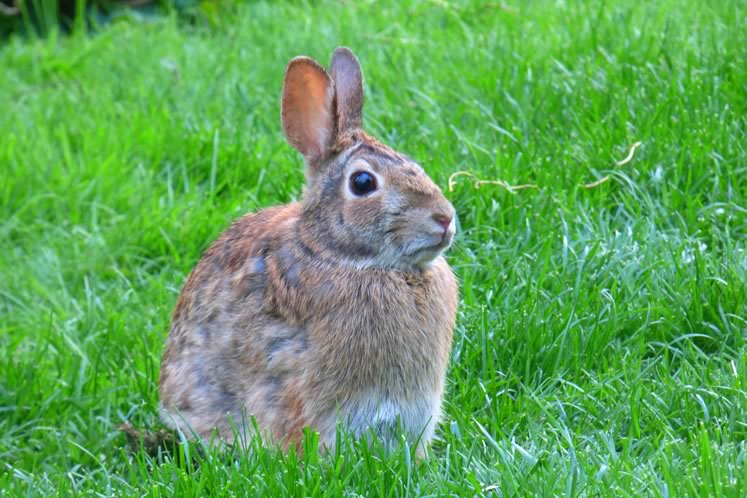 Eastern cottontail rabbit. Photo by Don Scallen.