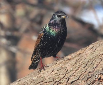 Starling resplendent in a new cloak of feathers. Photo by Don Scallen.