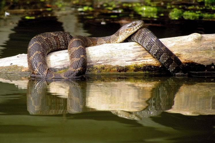 Northern water snake. Photo by Don Scallen.