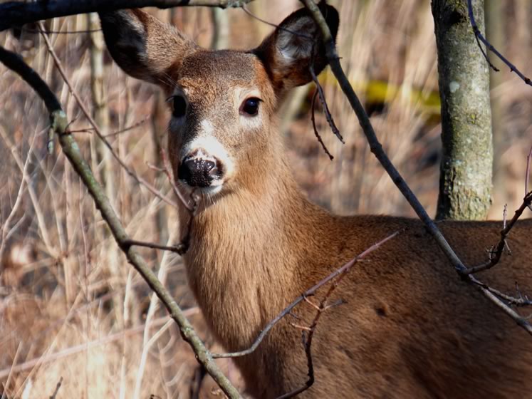 Deer are lovely but too many can hurt the environment. Photo by Don Scallen.