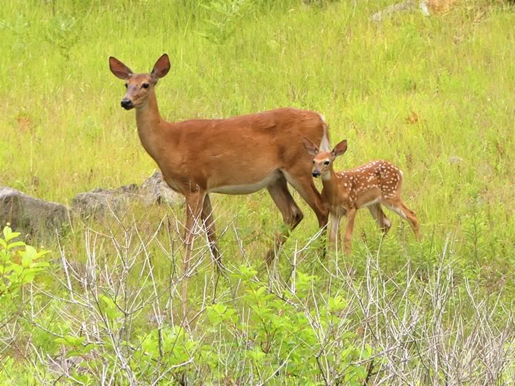Doe with fawn. Photo by Yves Scholten.