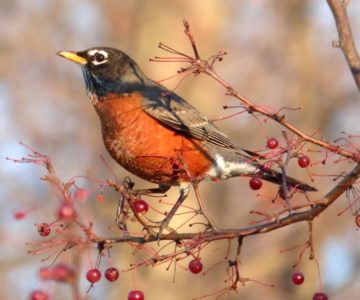 American robin. Photo by Don Scallen.