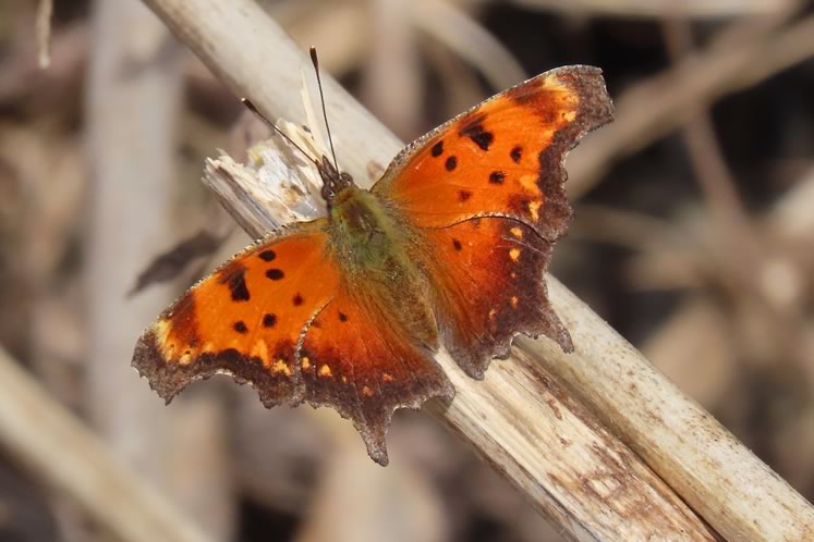 Eastern comma. Photo by Don Scallen.
