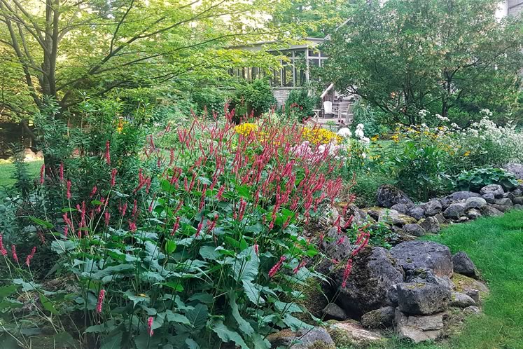 Looking back at the house from the top of the rockery, spiky mountain fleece explodes in colour from midsummer until frost. Other stars include phlox and gloriosa daisies. Photo by Susanne McRoberts.