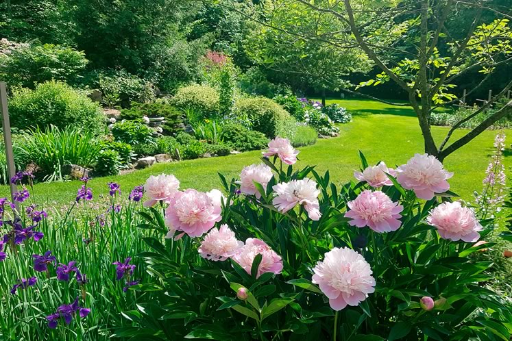 Against a lush, wooded backdrop, ‘Ruffled Velvet’ Siberian irises, ‘Monsieur Jules Elie’ peonies and gas plants greet guests on the front walkway. Photo by Susanne McRoberts.